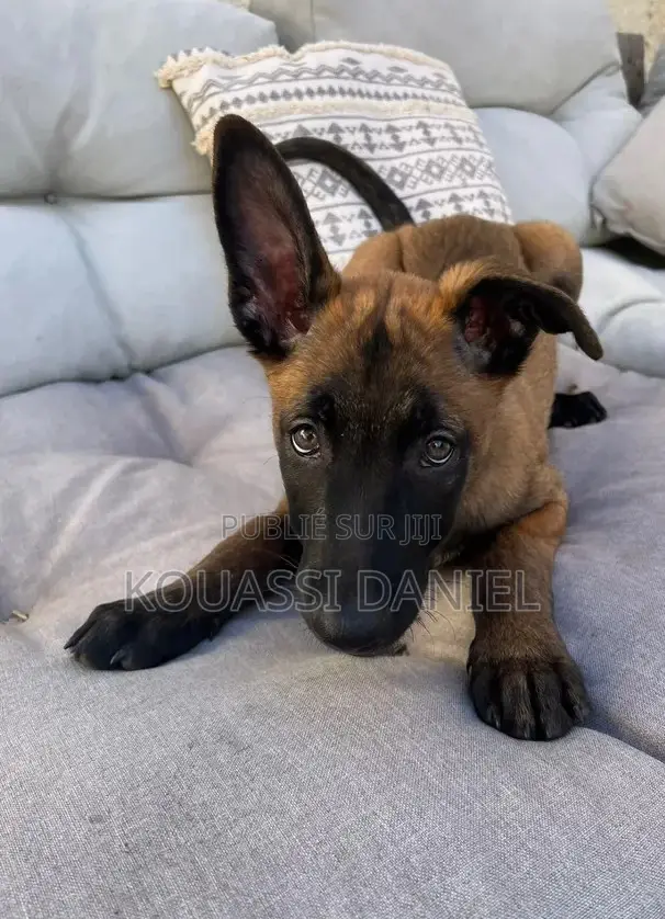 1-3 mois Femme Pure race Belgian Malinois