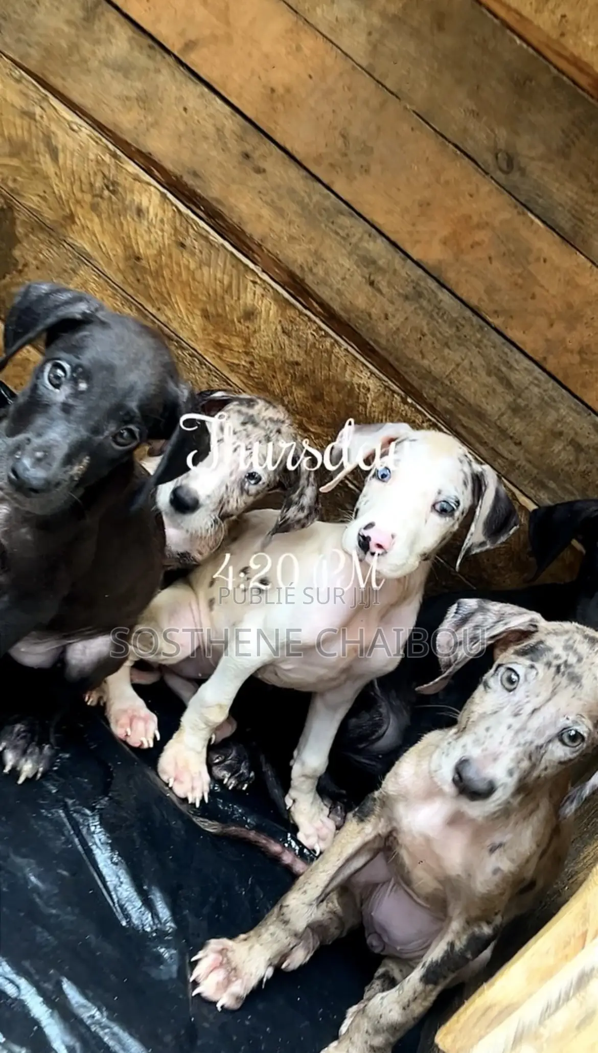 1-3 mois Femme Pure race Great Dane