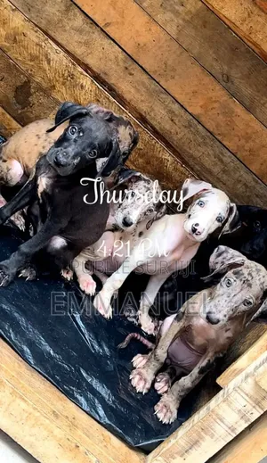 1-3 mois Homme Pure race Shetland Sheepdog