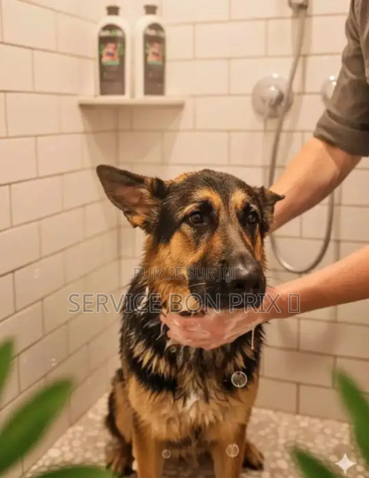 Plus d’un an Homme Pure race Chinook