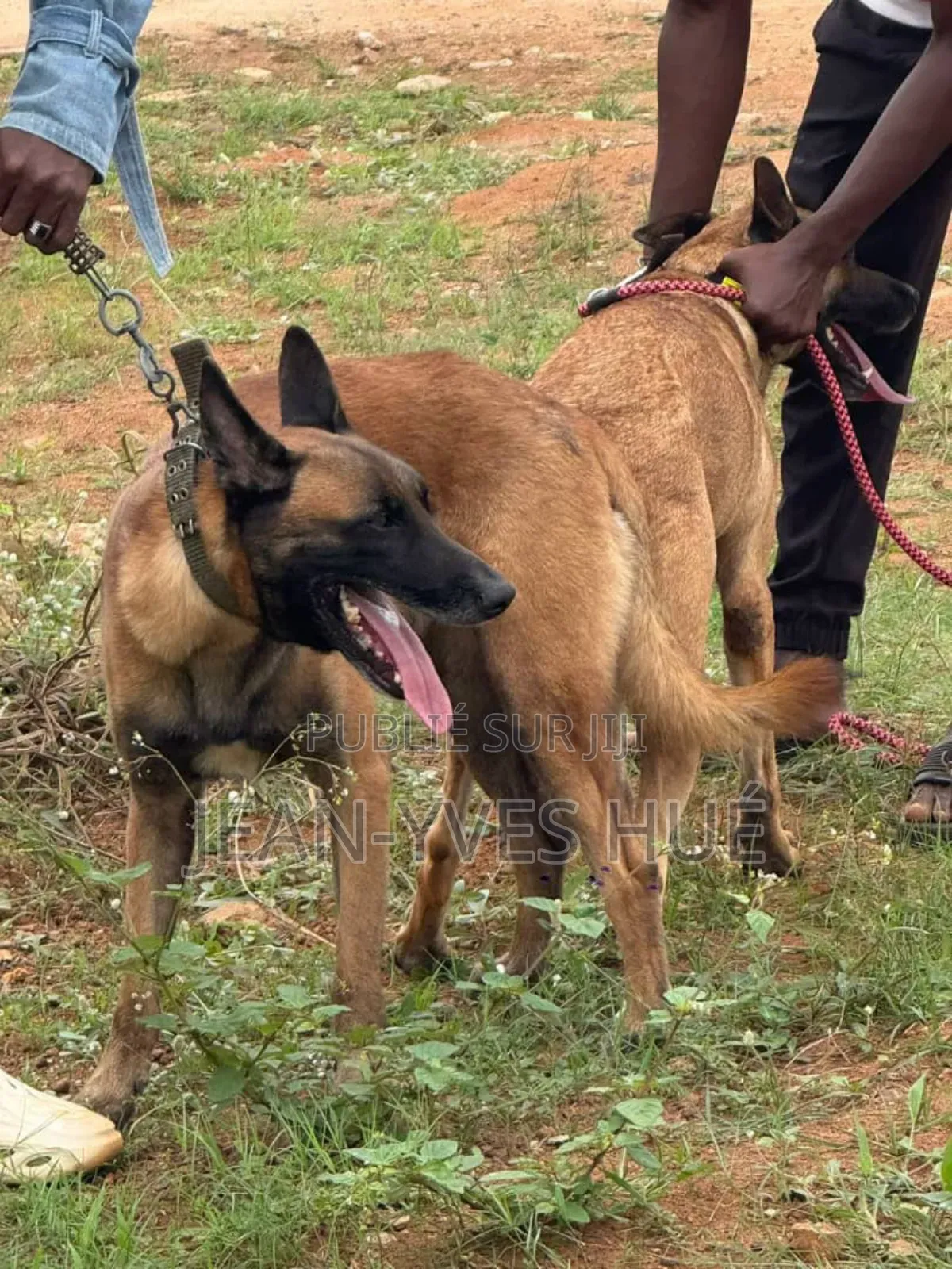 1-3 mois Homme Pure race Belgian Malinois