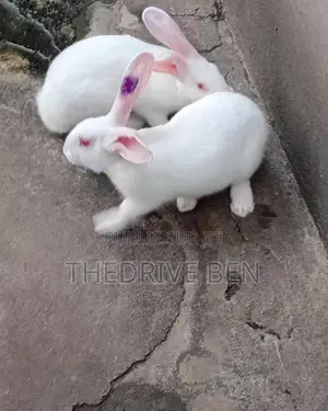 Lapins Reproducteurs Mâles Et De Consommation