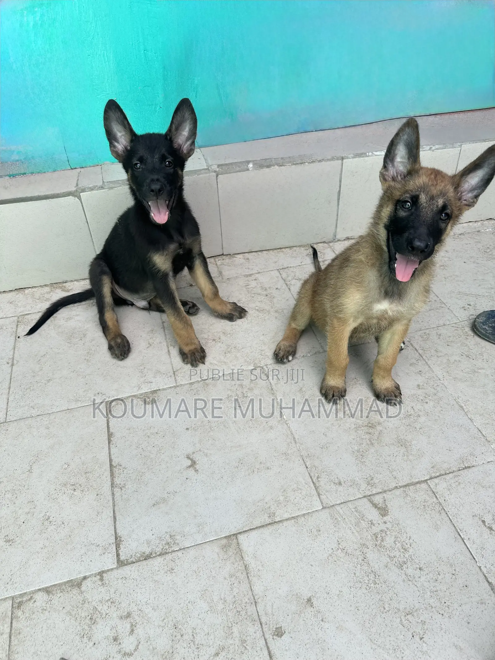 1-3 mois Homme Pure race Belgian Malinois