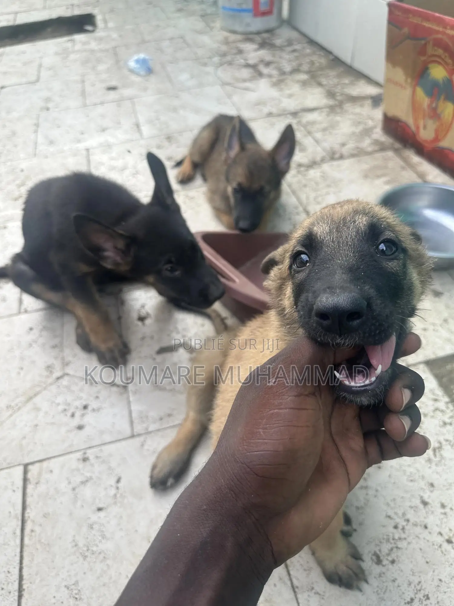 1-3 mois Homme Pure race Belgian Malinois