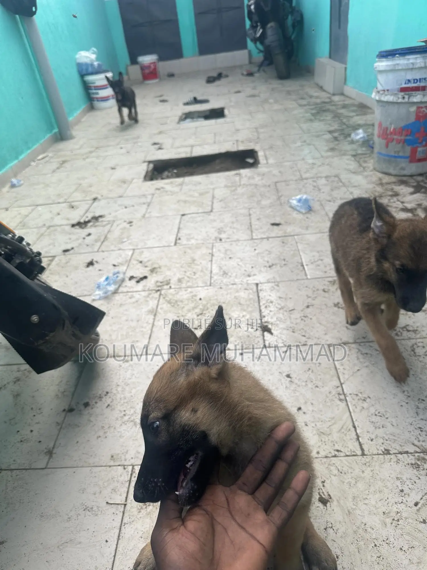 1-3 mois Homme Pure race Belgian Malinois