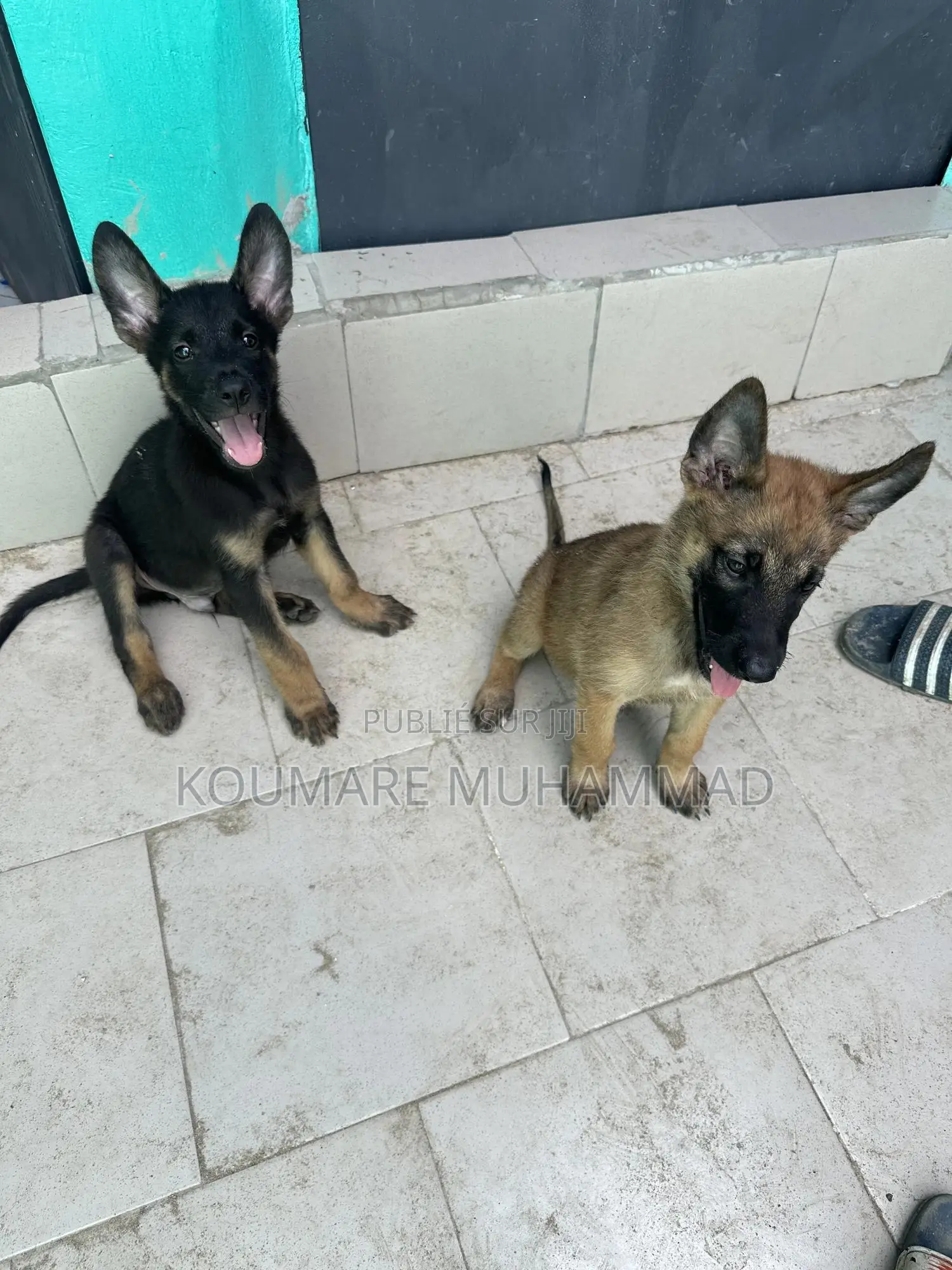 1-3 mois Homme Pure race Belgian Malinois