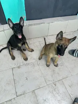 1-3 mois Homme Pure race Belgian Malinois