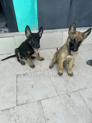 1-3 mois Homme Pure race Belgian Malinois