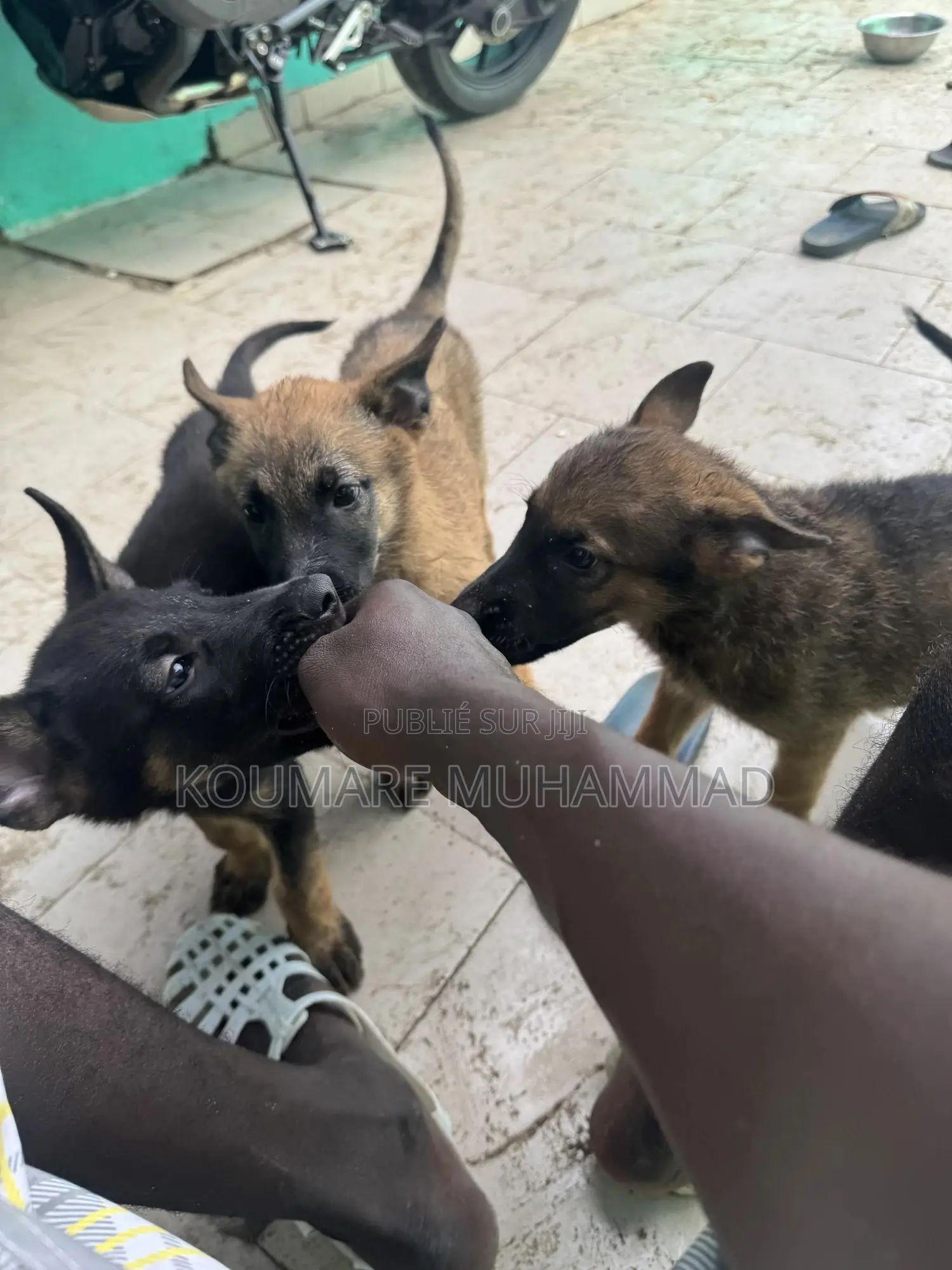 1-3 mois Homme Pure race Belgian Malinois