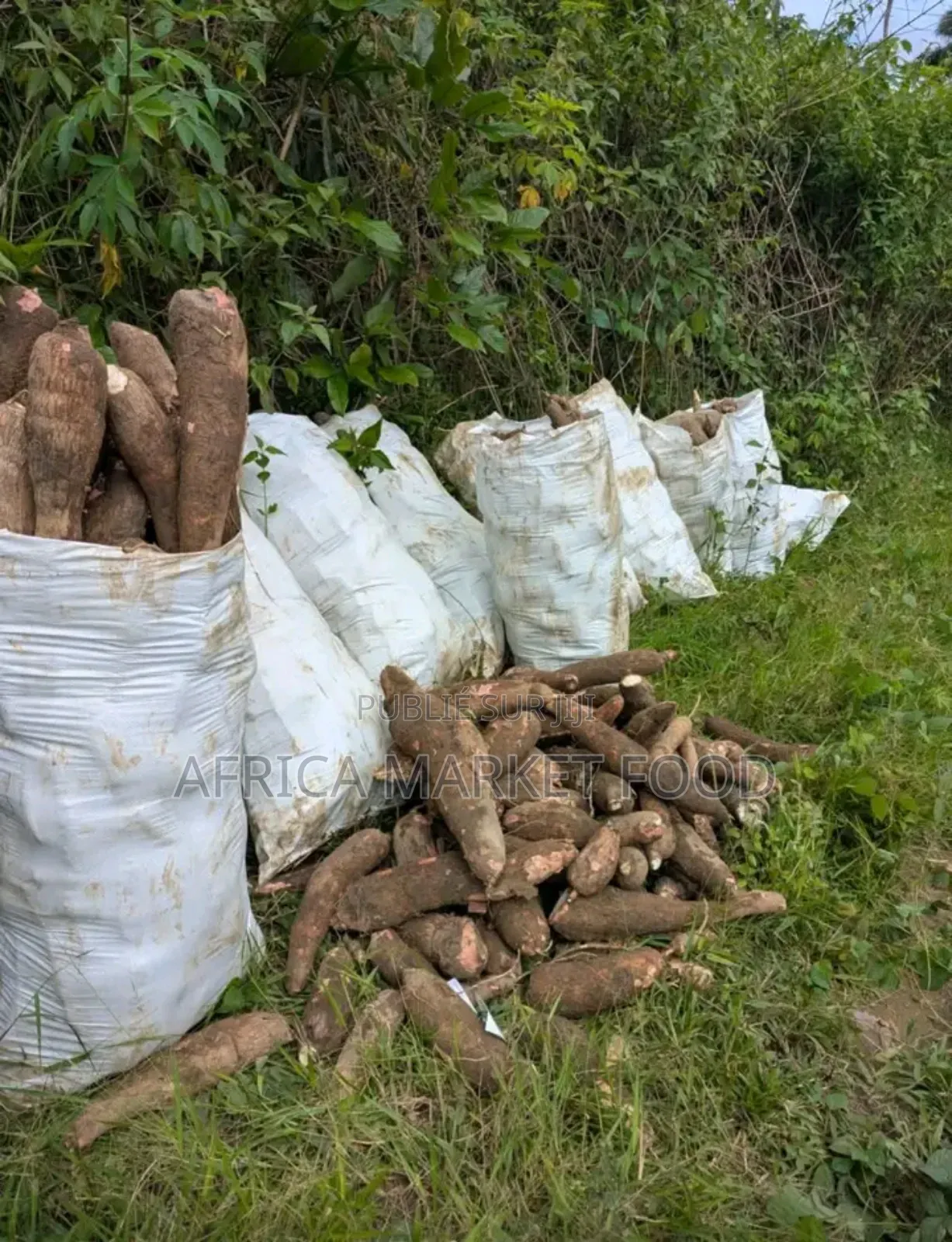 Manioc Doux