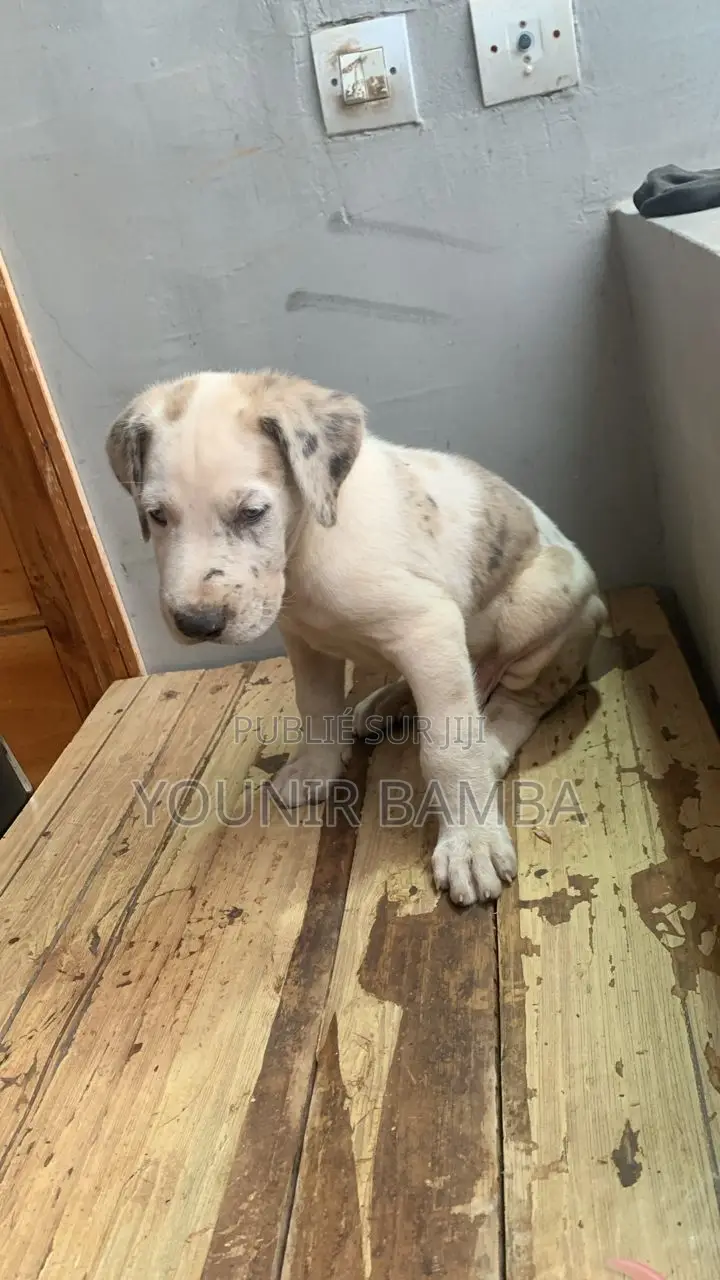 1-3 mois Homme Pure race Great Dane