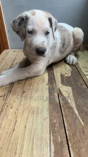 1-3 mois Homme Pure race Great Dane