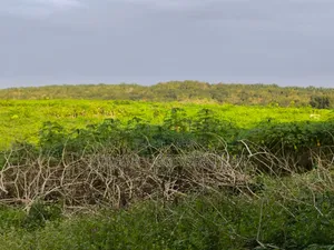 10 Hectares Avec Acd a Brader