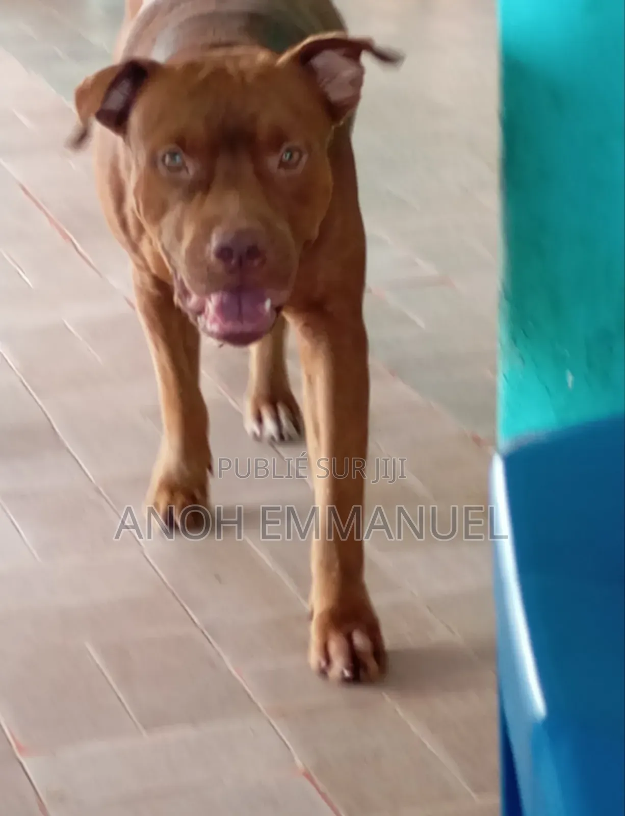 1-3 mois Femme Race mixte American Pit Bull Terrier