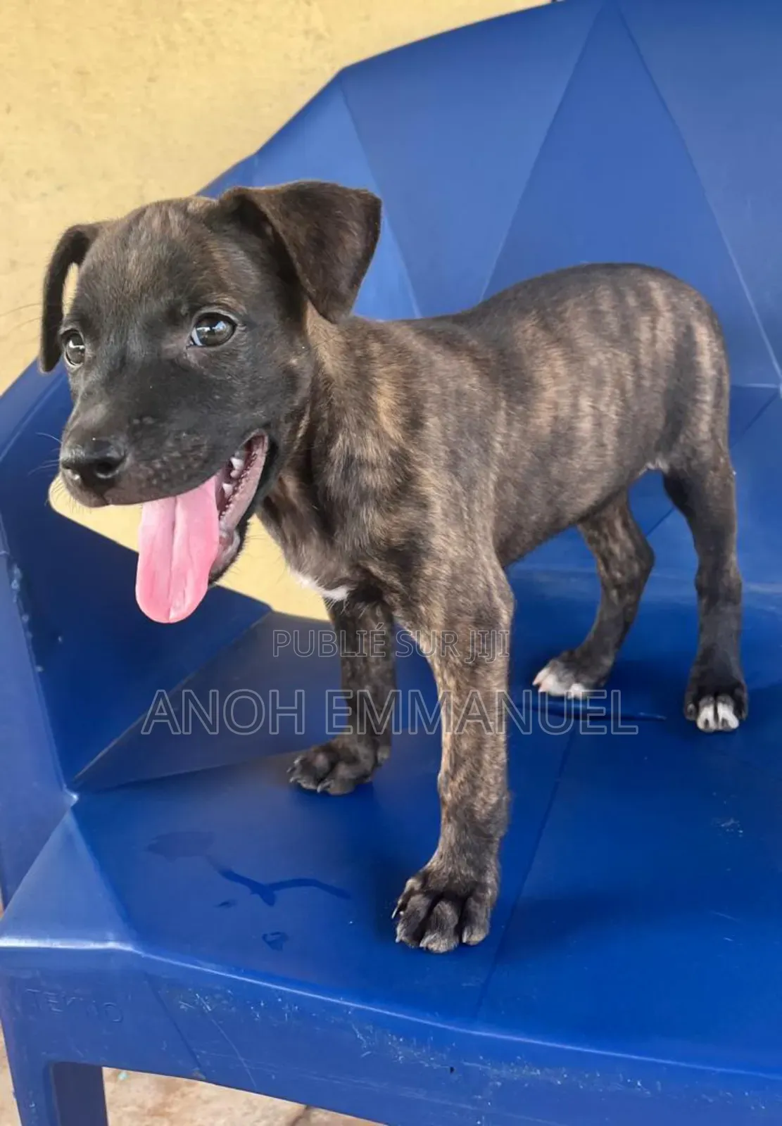 1-3 mois Femme Race mixte American Pit Bull Terrier