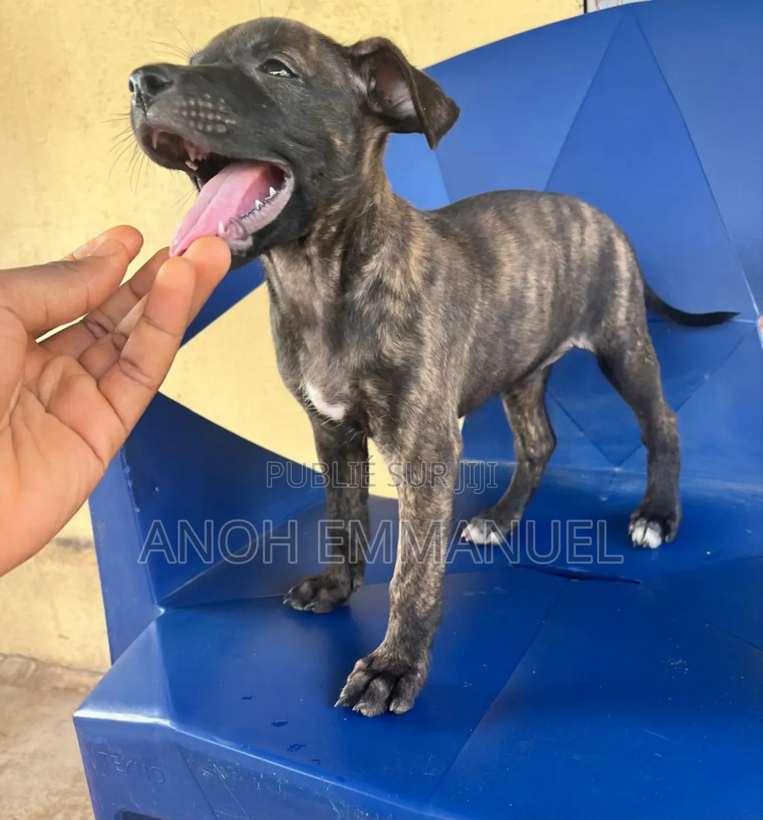 1-3 mois Femme Race mixte American Pit Bull Terrier