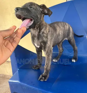 1-3 mois Femme Race mixte American Pit Bull Terrier