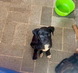 1-3 mois Femme Race mixte American Pit Bull Terrier