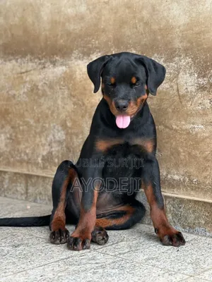1-3 mois Femme Pure race Rottweiler