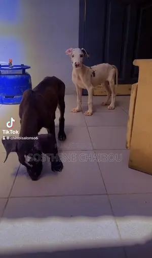 1-3 mois Femme Pure race Great Dane