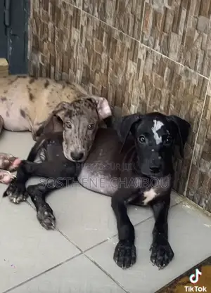 1-3 mois Femme Pure race Great Dane