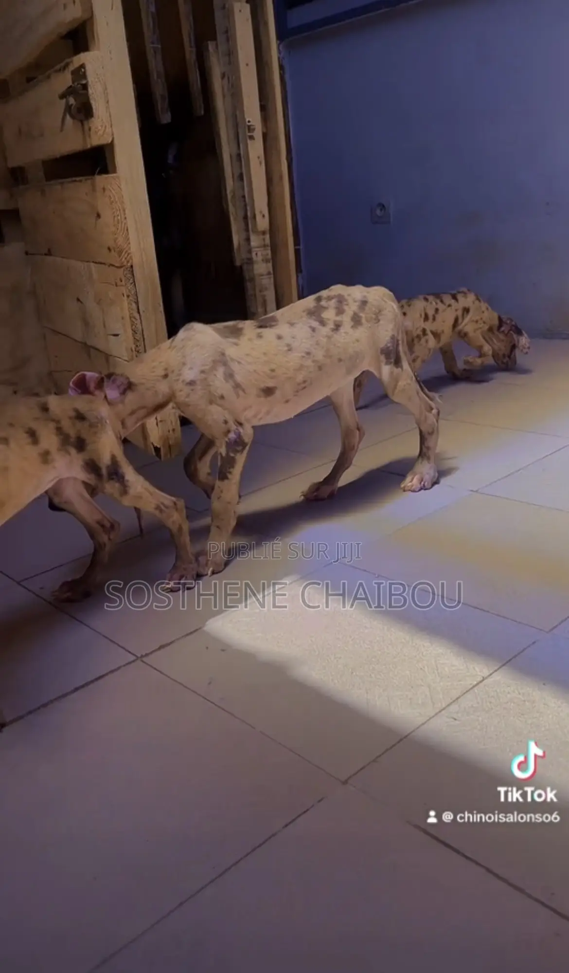 1-3 mois Femme Pure race Great Dane