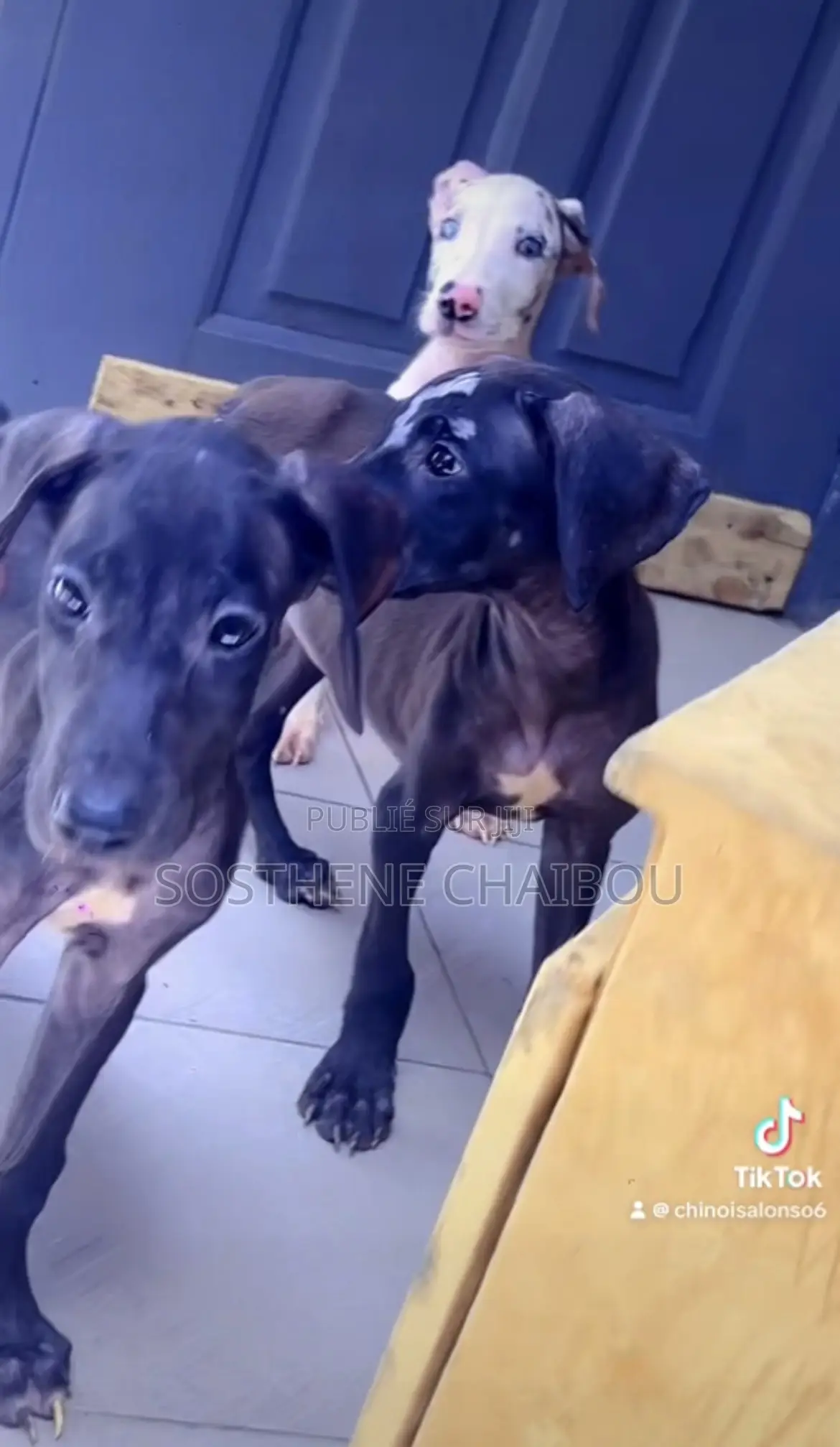 1-3 mois Femme Pure race Great Dane