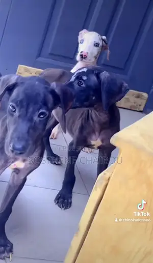 1-3 mois Femme Pure race Great Dane