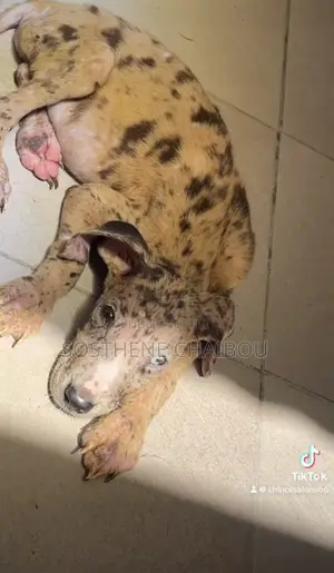 1-3 mois Femme Pure race Great Dane