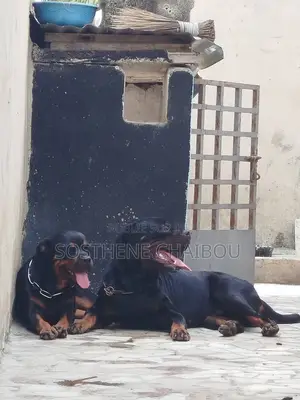 1-3 mois Homme Pure race Rottweiler