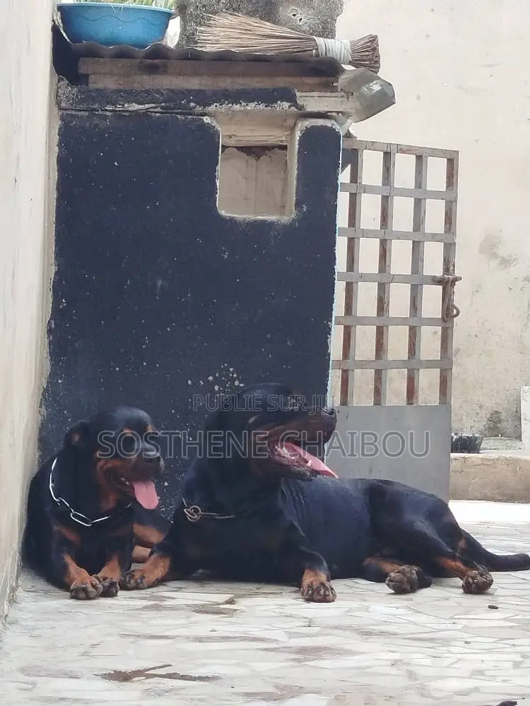 1-3 mois Homme Pure race Rottweiler