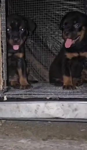 1-3 mois Homme Pure race Rottweiler