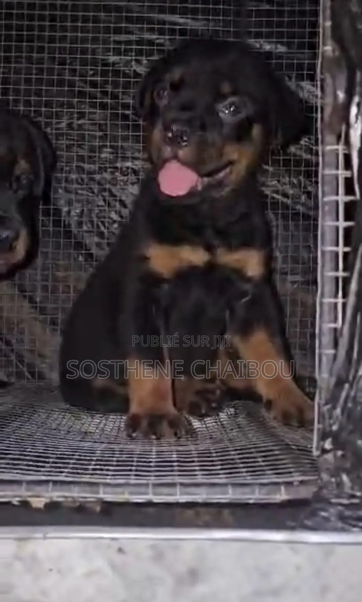 1-3 mois Homme Pure race Rottweiler