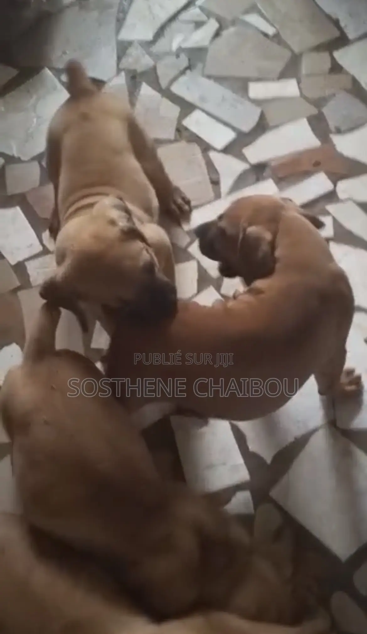 1-3 mois Homme Pure race Boerboel