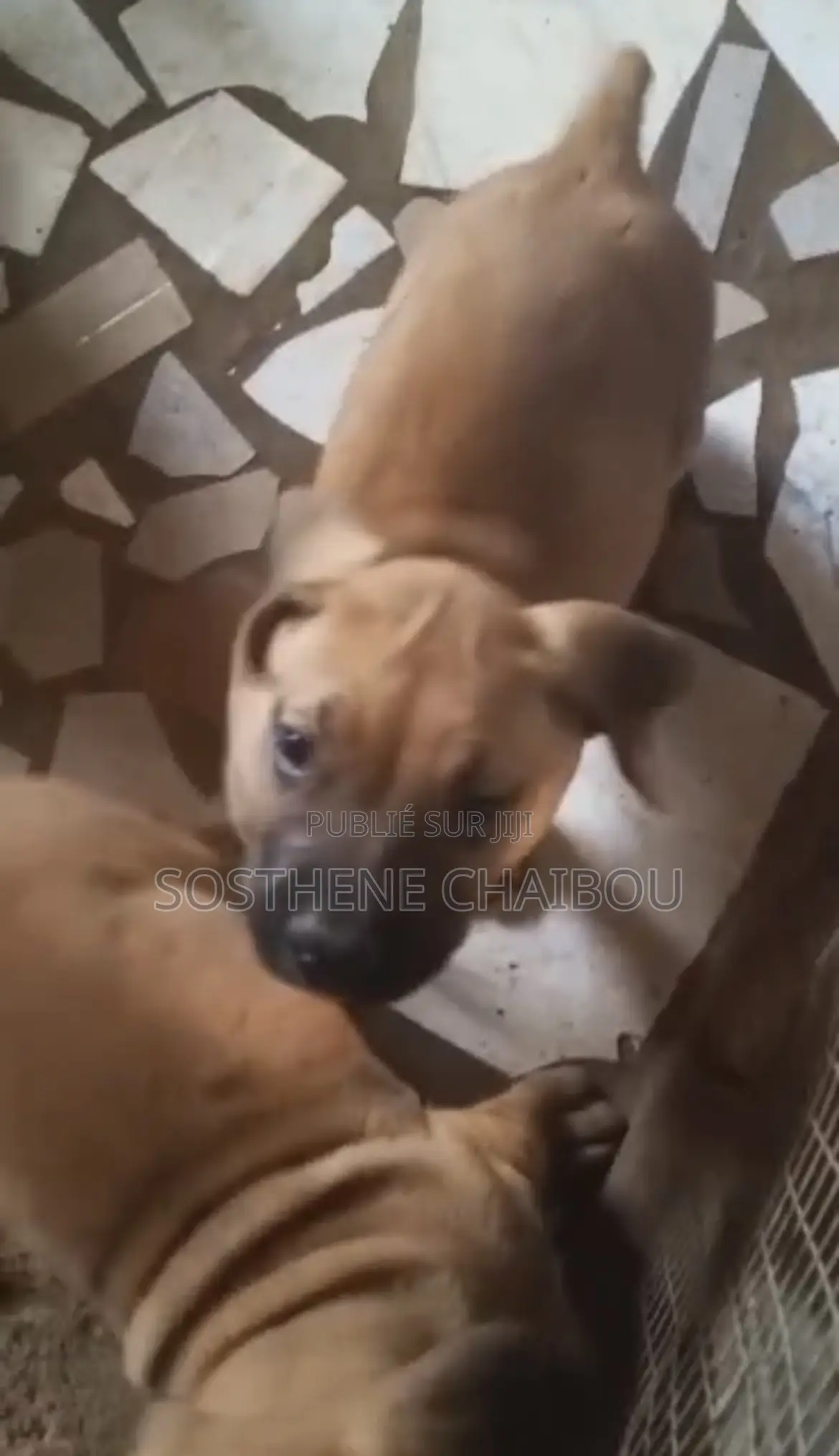 1-3 mois Homme Pure race Boerboel