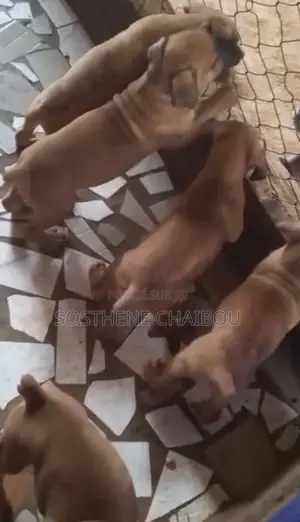 1-3 mois Homme Pure race Boerboel