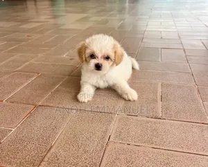 1-3 mois Femme Pure race Autre