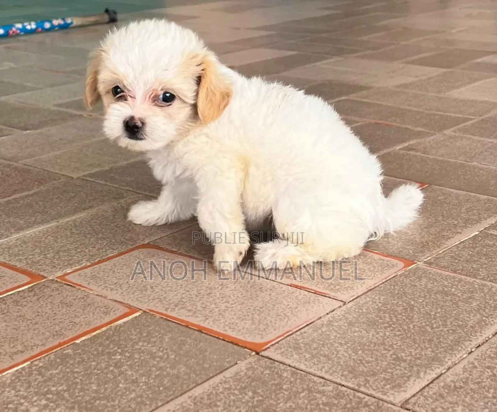 1-3 mois Femme Pure race Autre