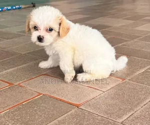 1-3 mois Femme Pure race Autre