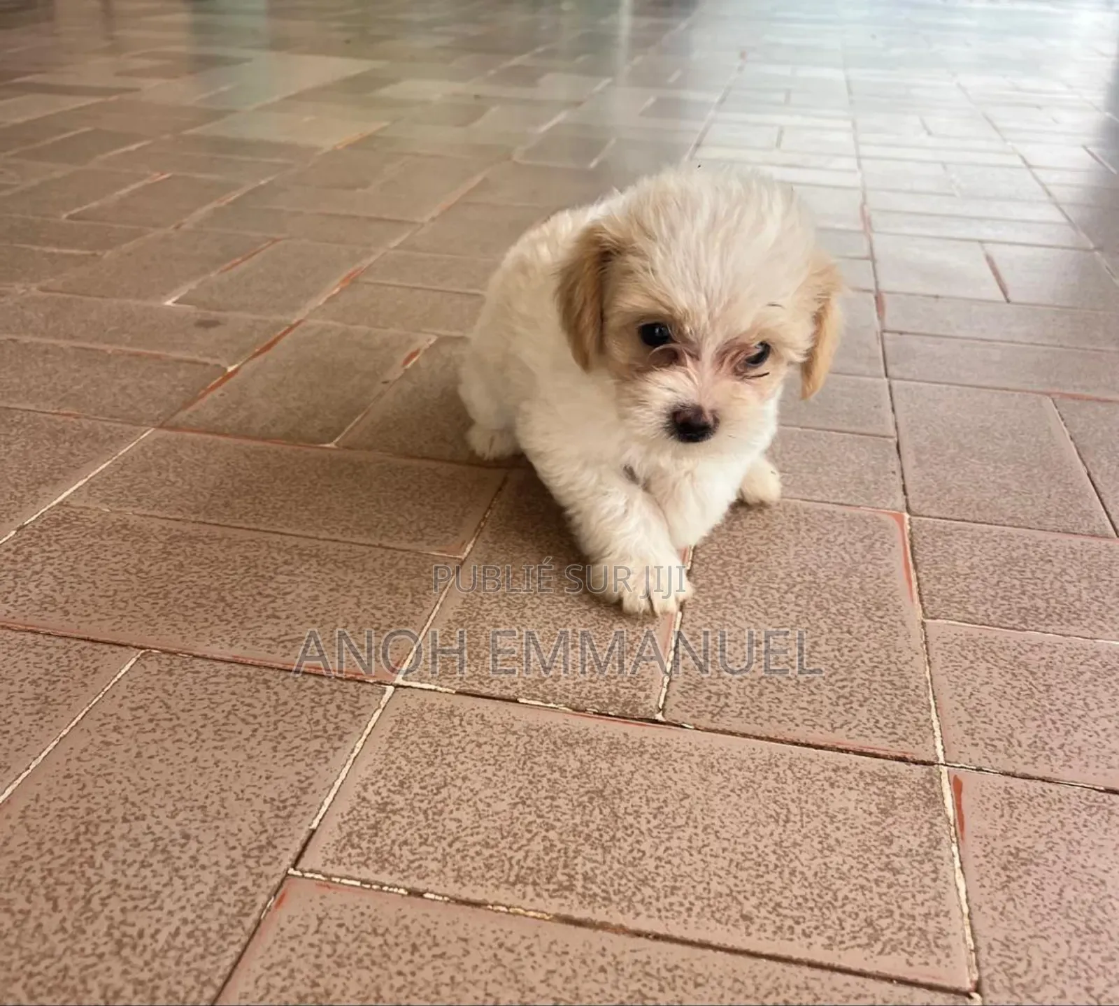 1-3 mois Femme Pure race Autre