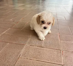 1-3 mois Femme Pure race Autre