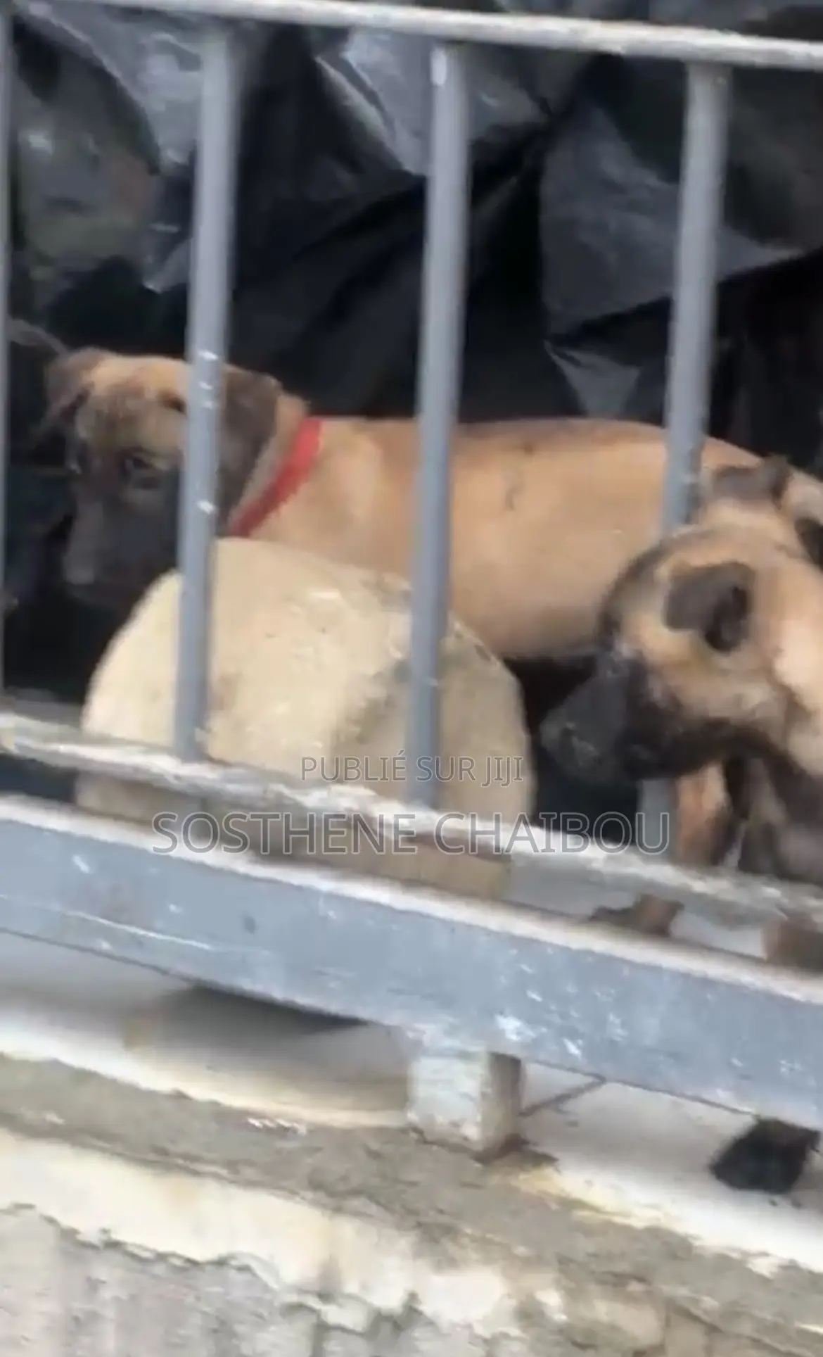 1-3 mois Homme Pure race Belgian Malinois