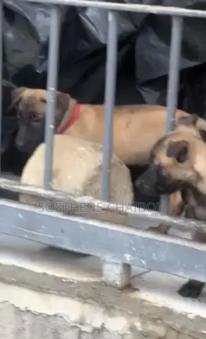 1-3 mois Homme Pure race Belgian Malinois