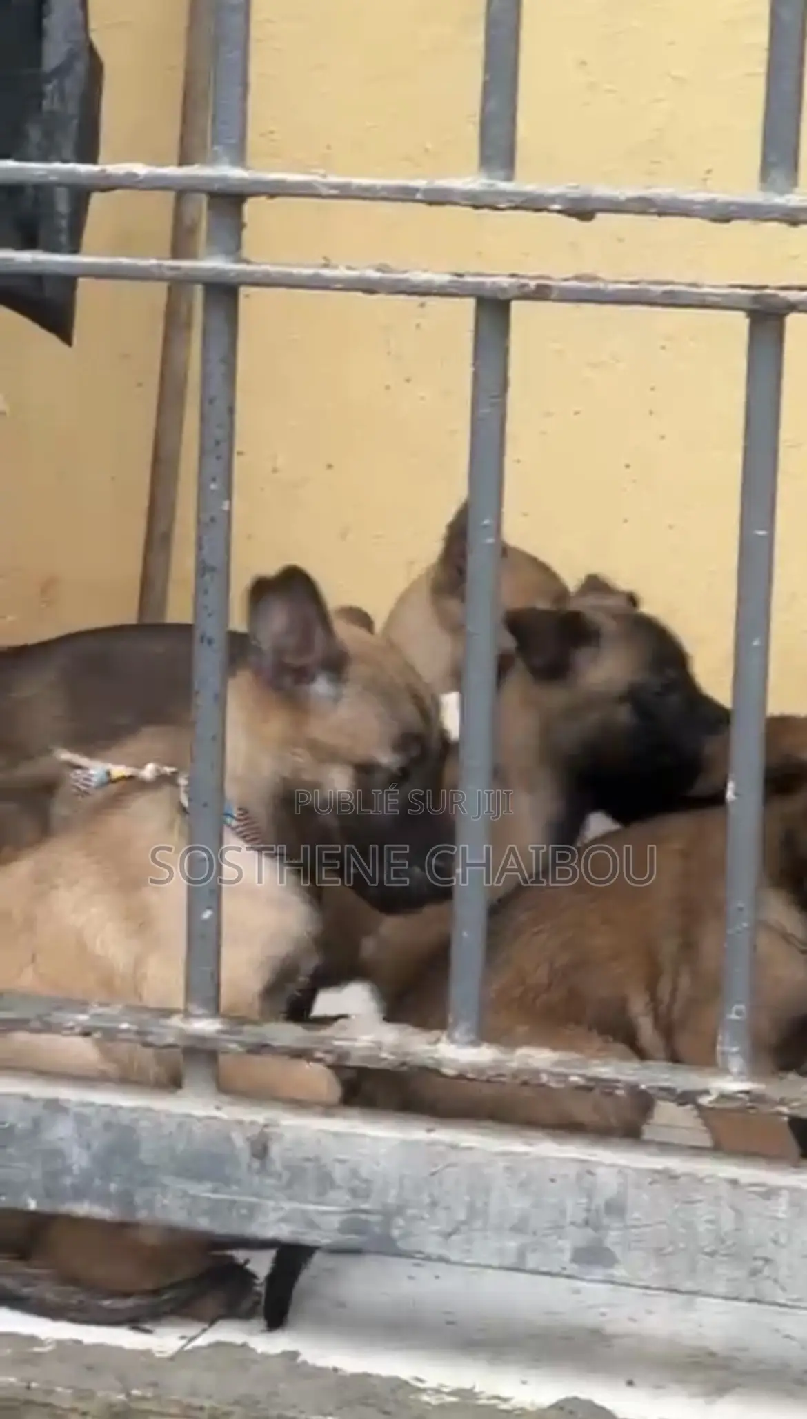 1-3 mois Homme Pure race Belgian Malinois