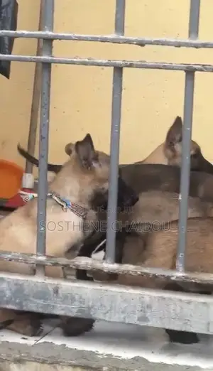 1-3 mois Homme Pure race Belgian Malinois