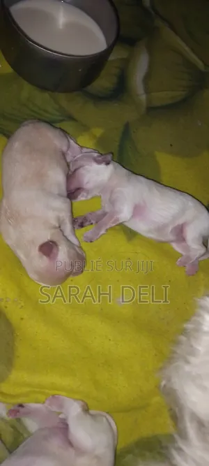 1-3 mois Femme Pure race Cairn Terrier