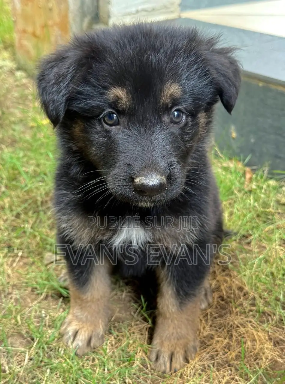 1-3 mois Homme Pure race Rottweiler