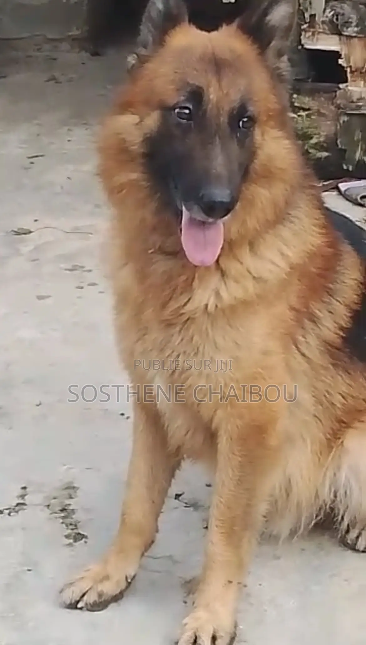 Plus d’un an Homme Pure race German Shepherd