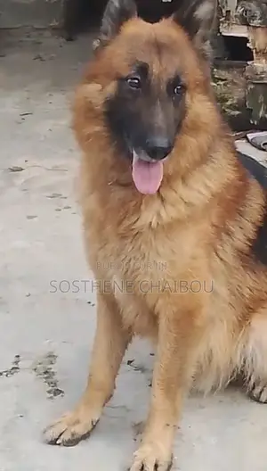 Plus d’un an Homme Pure race German Shepherd