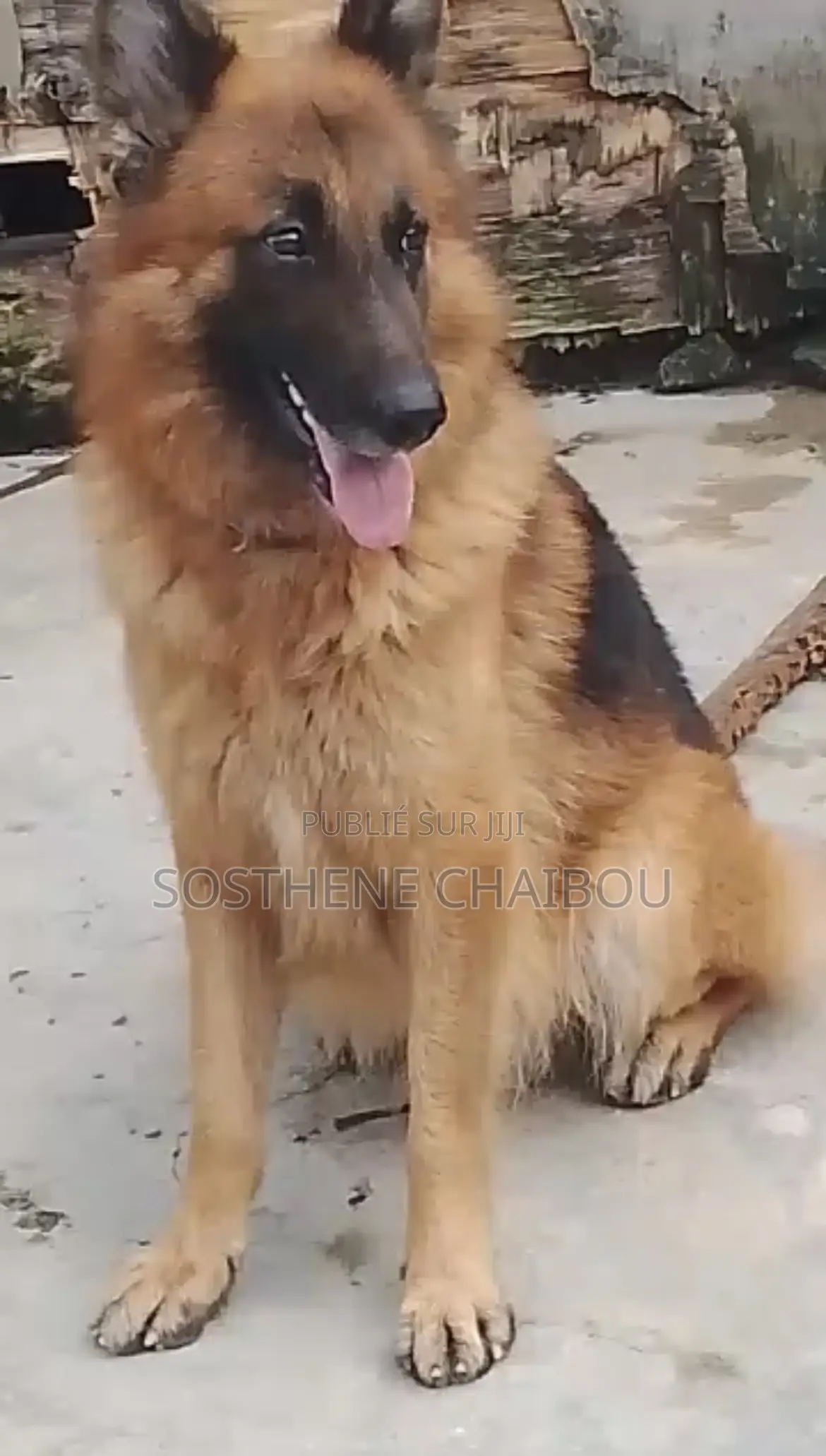 Plus d’un an Homme Pure race German Shepherd